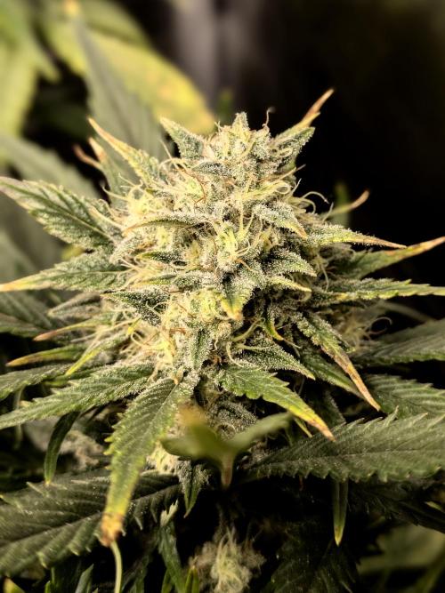 Boofy's Growing Up. Week 7 - Day 49