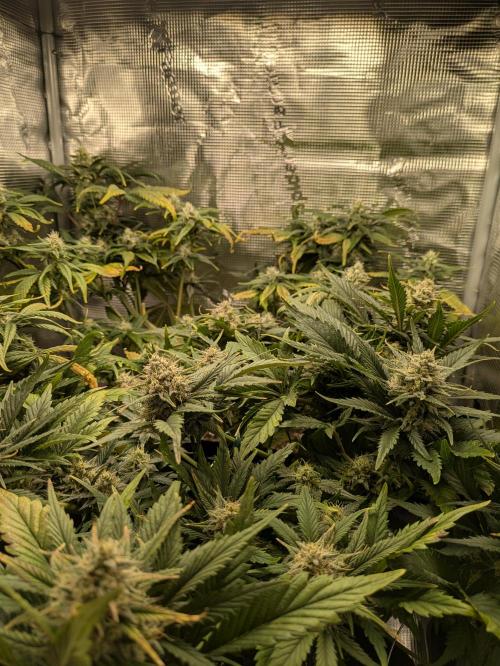 Boofy's Growing Up. Week 7 - Day 50