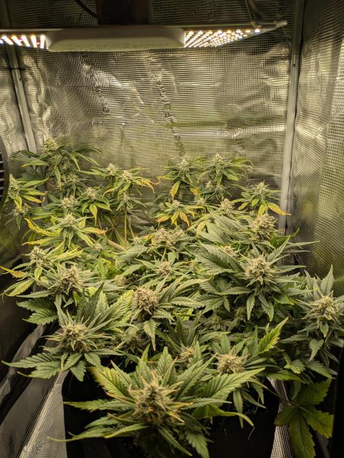 Boofy's Growing Up. Week 8 - Day 51