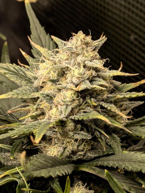 Boofy's Growing Up. Week 8