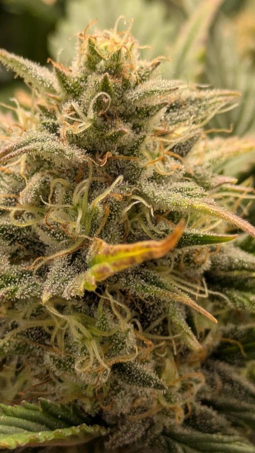 Boofy's Growing Up. Week 8