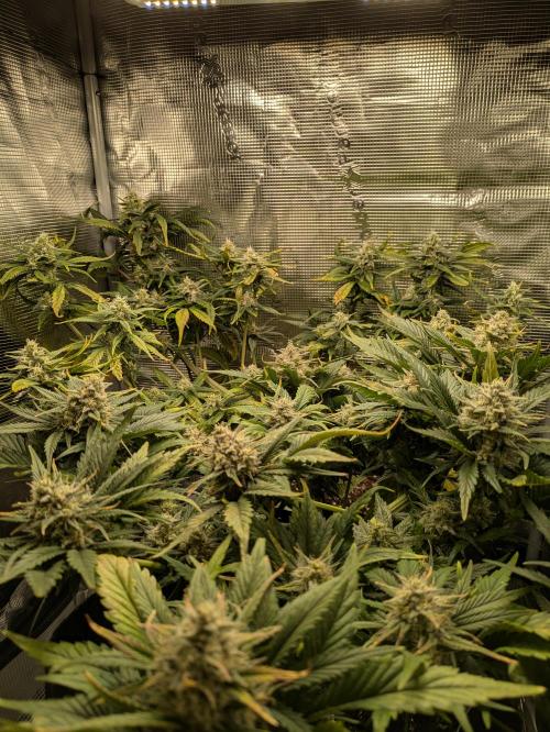 Boofy's Growing Up. Week 8 - Day 52