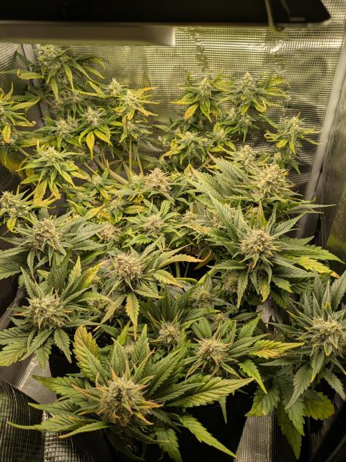 Boofy's Growing Up. Week 8 - Day 53