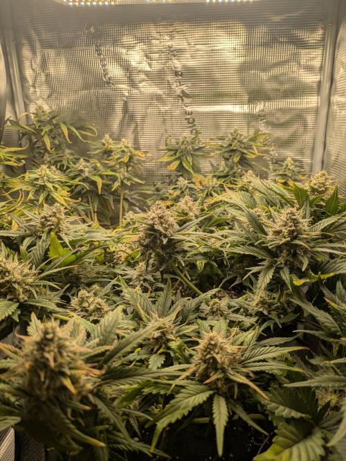 Boofy's Growing Up. Week 8 - Day 54