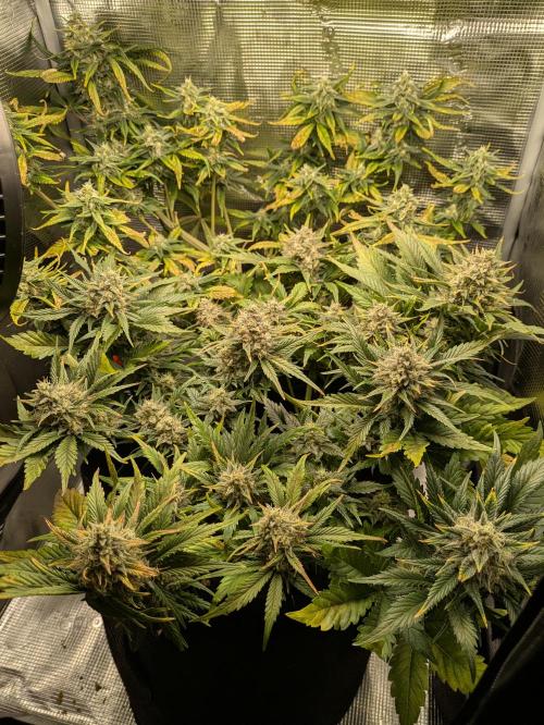 Boofy's Growing Up. Week 8 - Day 55