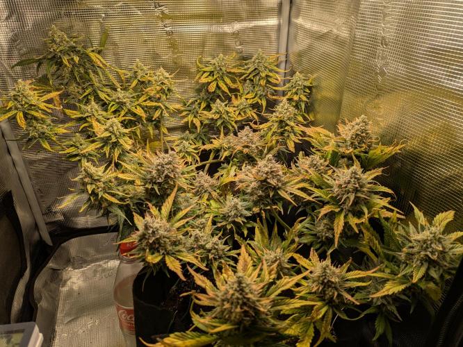 Boofy's Growing Up. Week 9 - Day 61