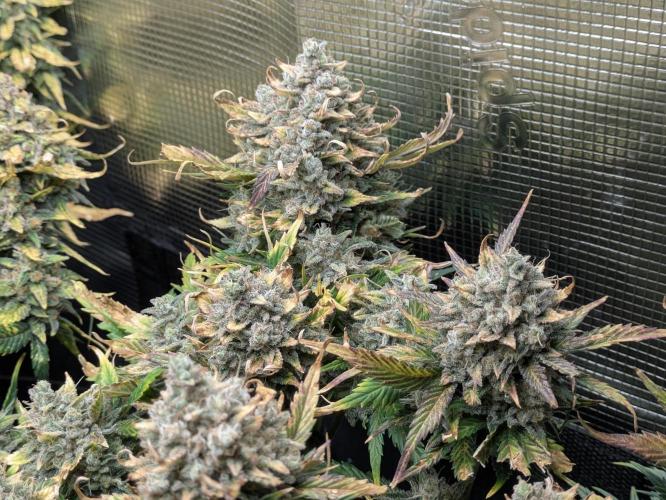 Boofy's Growing Up. Week 10 - Day 68