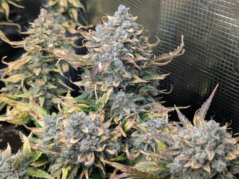 Boofy's Growing Up. Week 11 - Day 72