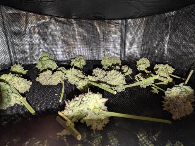 Boofy's Growing Up. Week 12