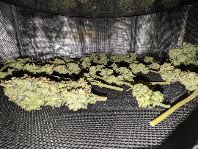 Boofy's Growing Up. Week 12