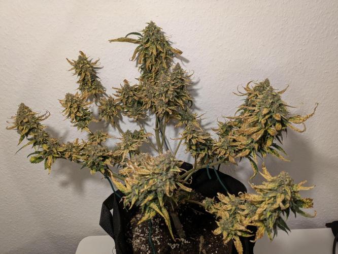 Boofy's Growing Up. Week 12