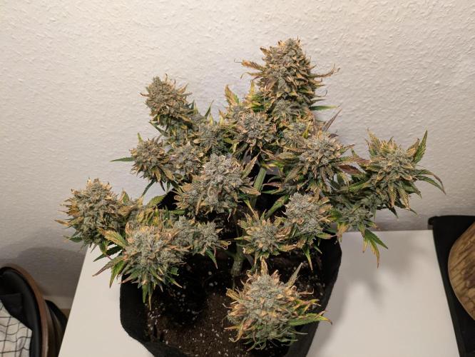 Boofy's Growing Up. Week 12