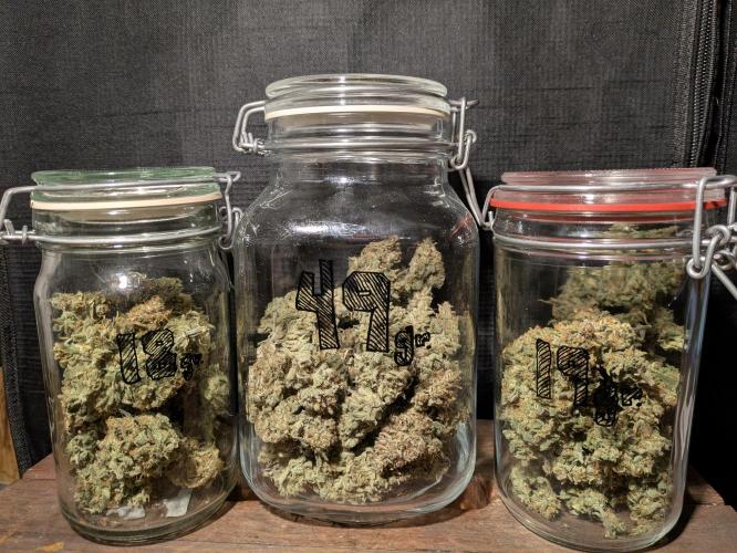 Boofy's Growing Up. Week 12