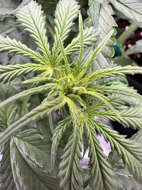 Growmaster11