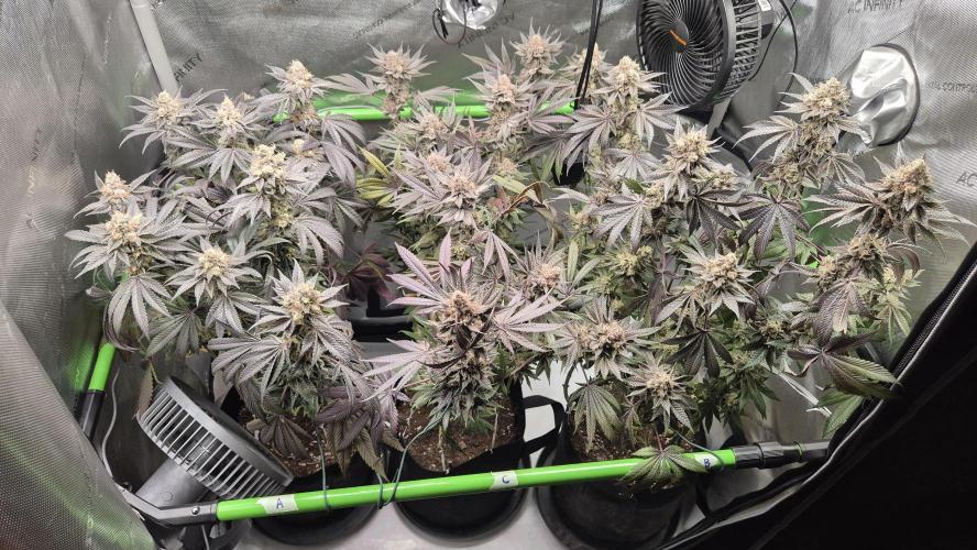 Lemon Cherry Gelato - FIRST GROW. Week 16