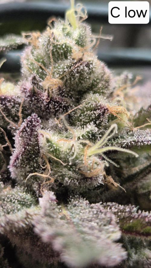 Lemon Cherry Gelato - FIRST GROW. Week 16