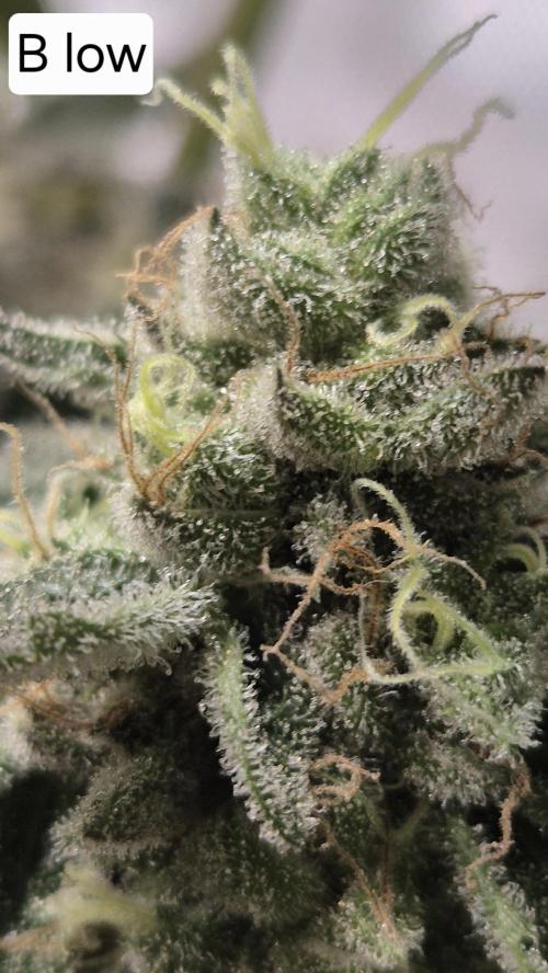 Lemon Cherry Gelato - FIRST GROW. Week 16