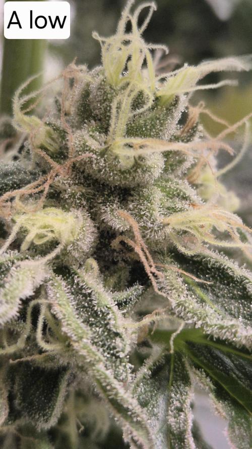 Lemon Cherry Gelato - FIRST GROW. Week 16