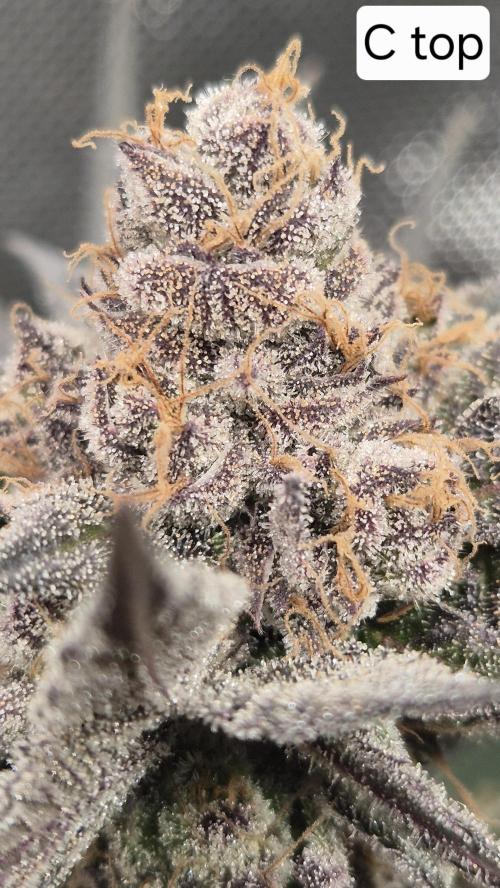 Lemon Cherry Gelato - FIRST GROW. Week 16