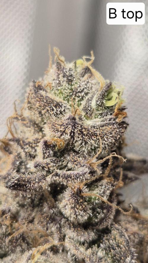 Lemon Cherry Gelato - FIRST GROW. Week 16