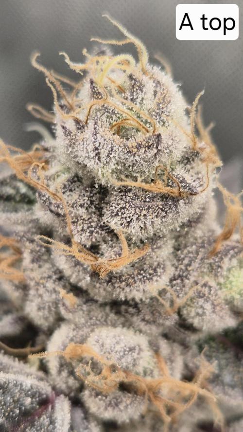 Lemon Cherry Gelato - FIRST GROW. Week 16