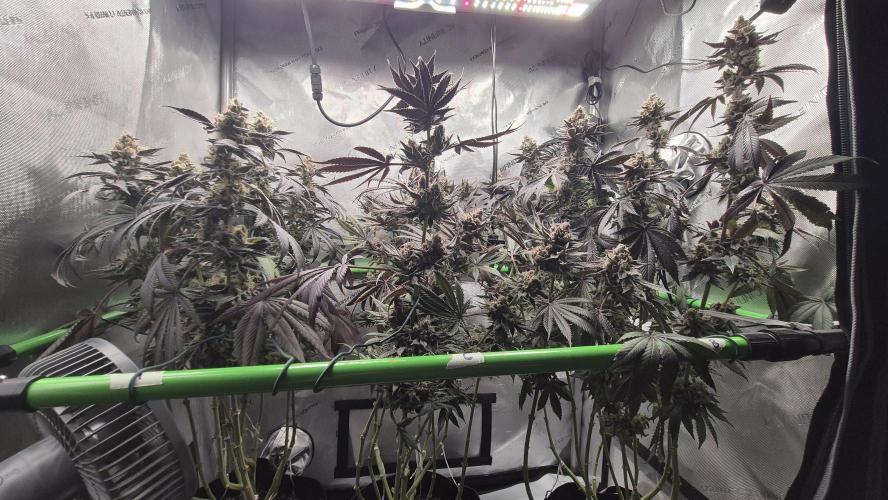 Lemon Cherry Gelato - FIRST GROW. Week 16