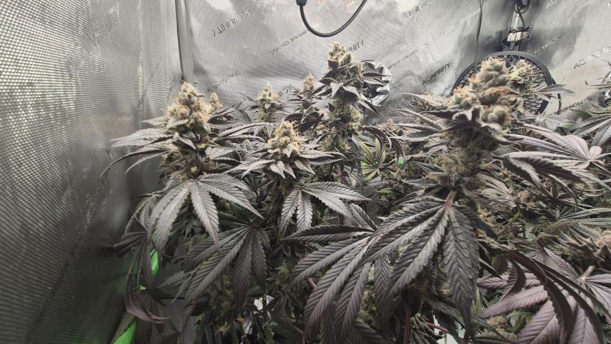 Lemon Cherry Gelato - FIRST GROW. Week 16