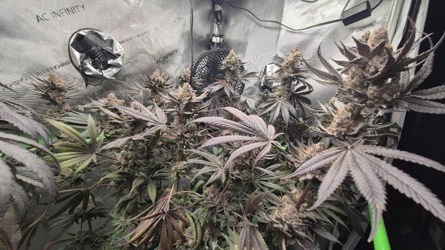 Lemon Cherry Gelato - FIRST GROW. Week 16