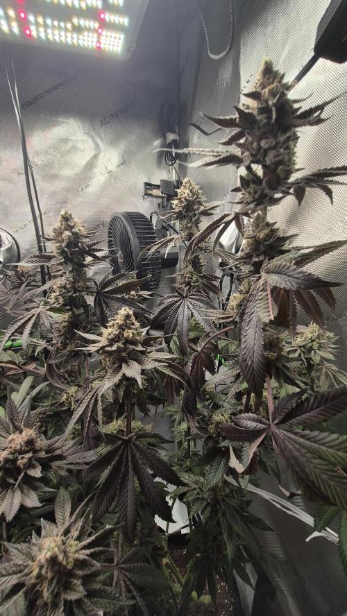 Lemon Cherry Gelato - FIRST GROW. Week 16