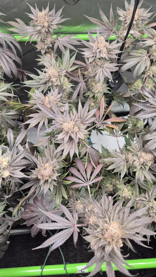 Lemon Cherry Gelato - FIRST GROW. Week 16