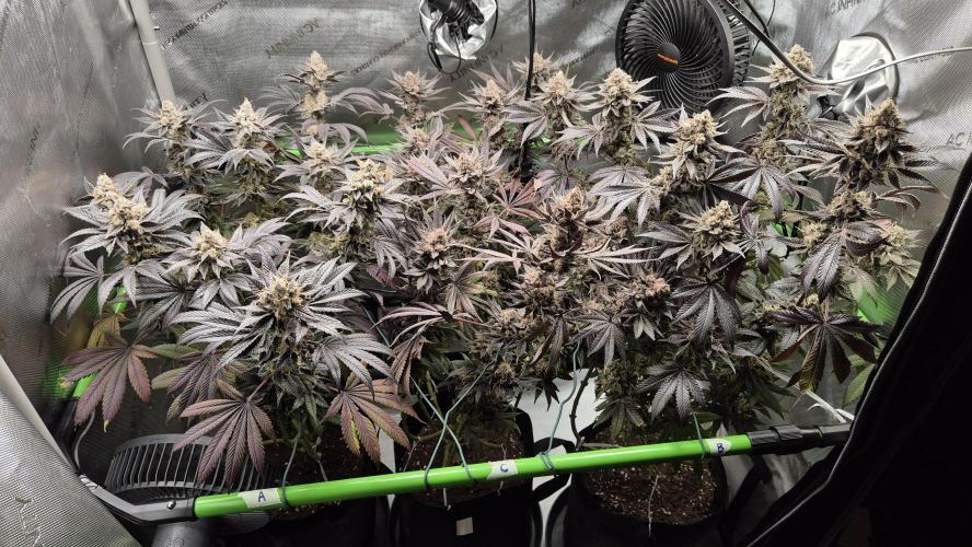 Lemon Cherry Gelato - FIRST GROW. Week 17