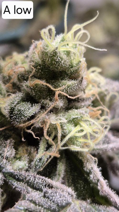 Lemon Cherry Gelato - FIRST GROW. Week 17