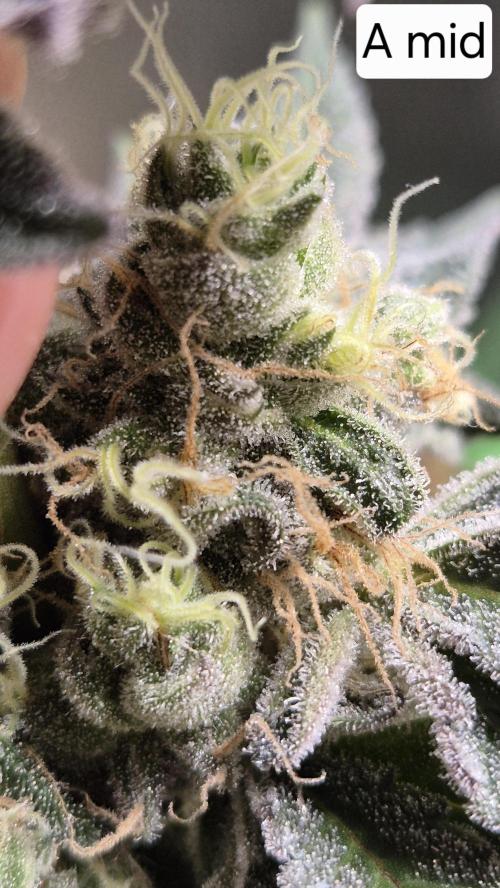 Lemon Cherry Gelato - FIRST GROW. Week 17