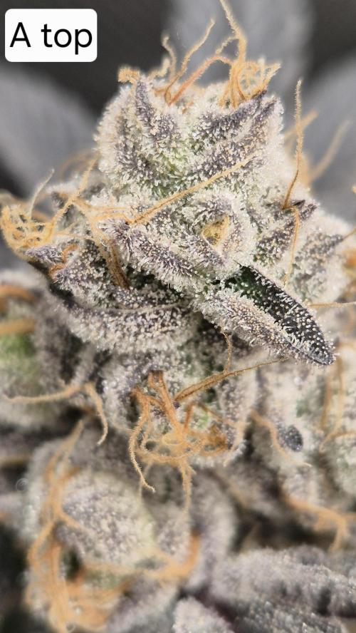 Lemon Cherry Gelato - FIRST GROW. Week 17