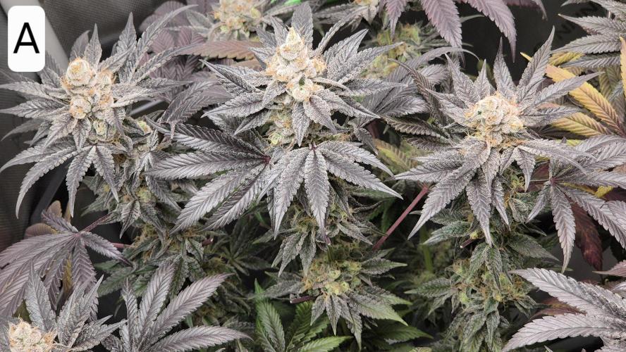 Lemon Cherry Gelato - FIRST GROW. Week 17