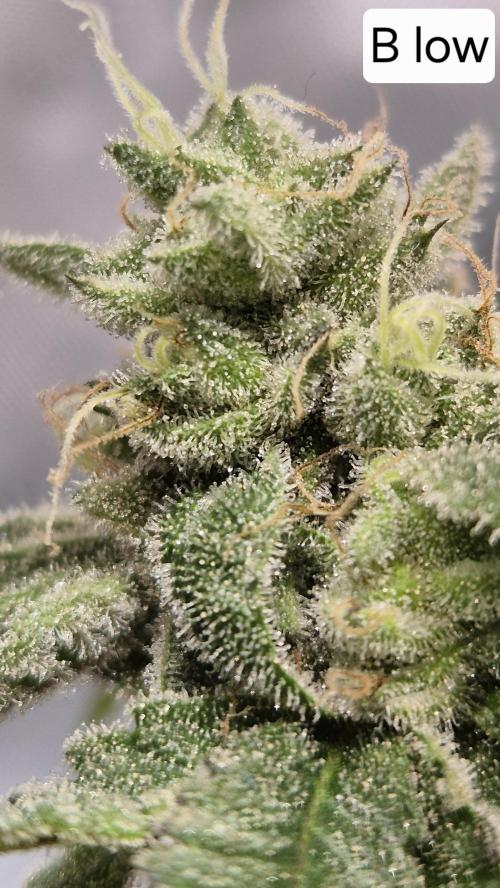 Lemon Cherry Gelato - FIRST GROW. Week 17