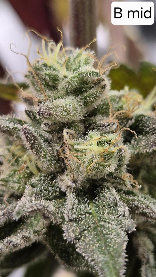 Lemon Cherry Gelato - FIRST GROW. Week 17