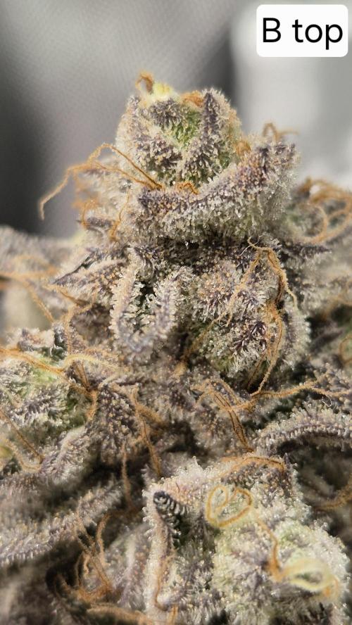 Lemon Cherry Gelato - FIRST GROW. Week 17