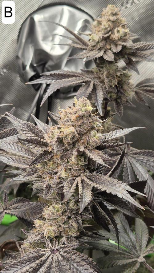 Lemon Cherry Gelato - FIRST GROW. Week 17