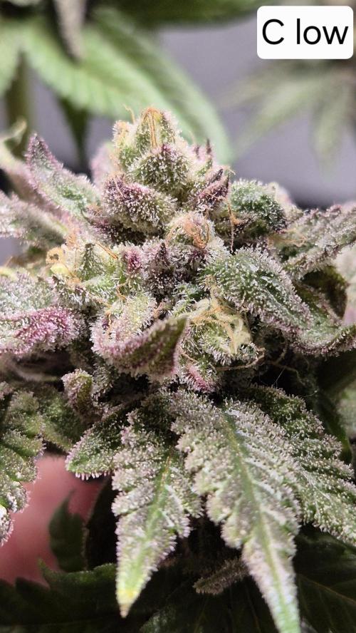 Lemon Cherry Gelato - FIRST GROW. Week 17