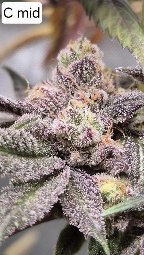 Lemon Cherry Gelato - FIRST GROW. Week 17