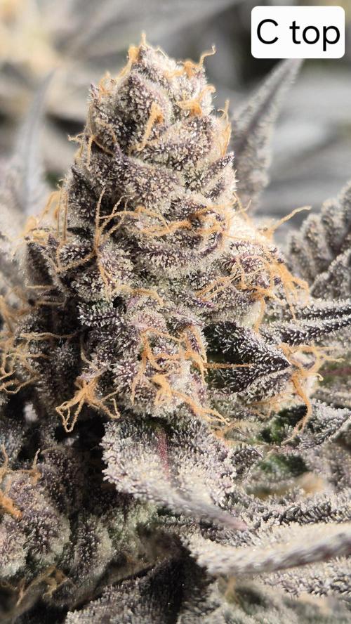 Lemon Cherry Gelato - FIRST GROW. Week 17