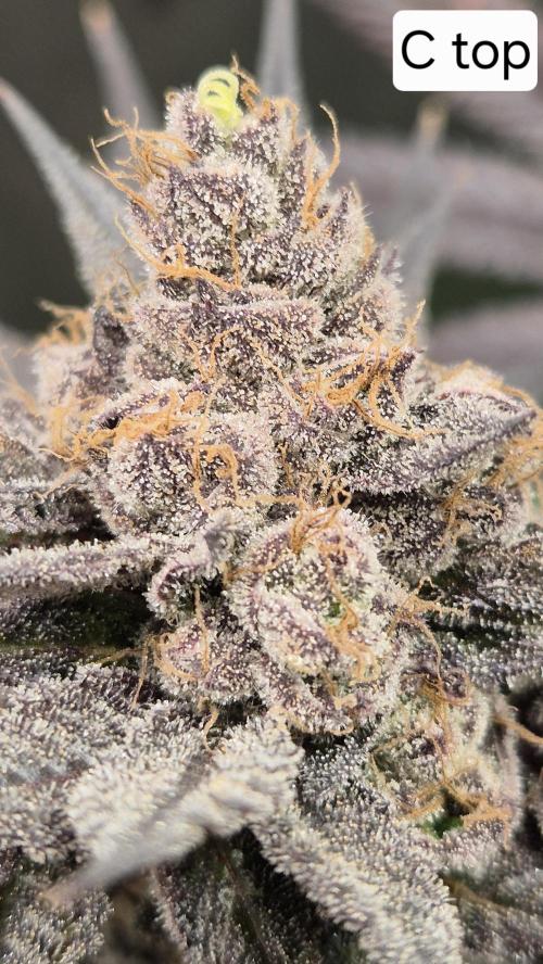 Lemon Cherry Gelato - FIRST GROW. Week 17