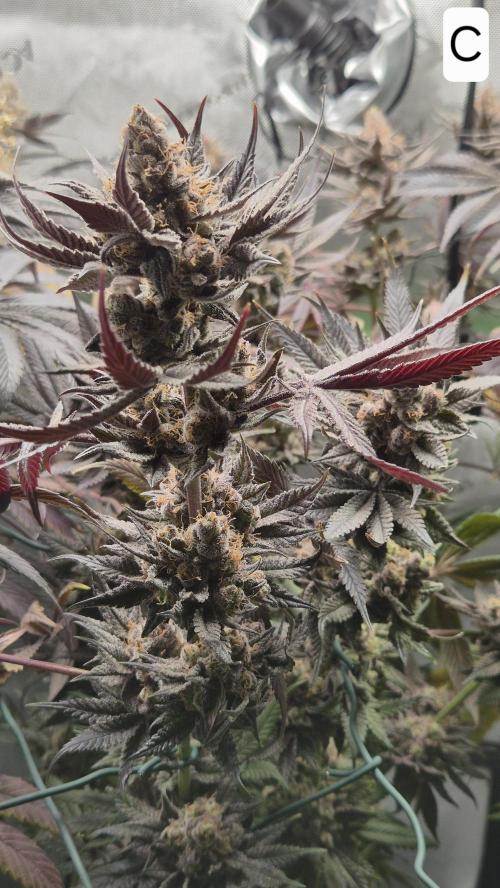 Lemon Cherry Gelato - FIRST GROW. Week 17