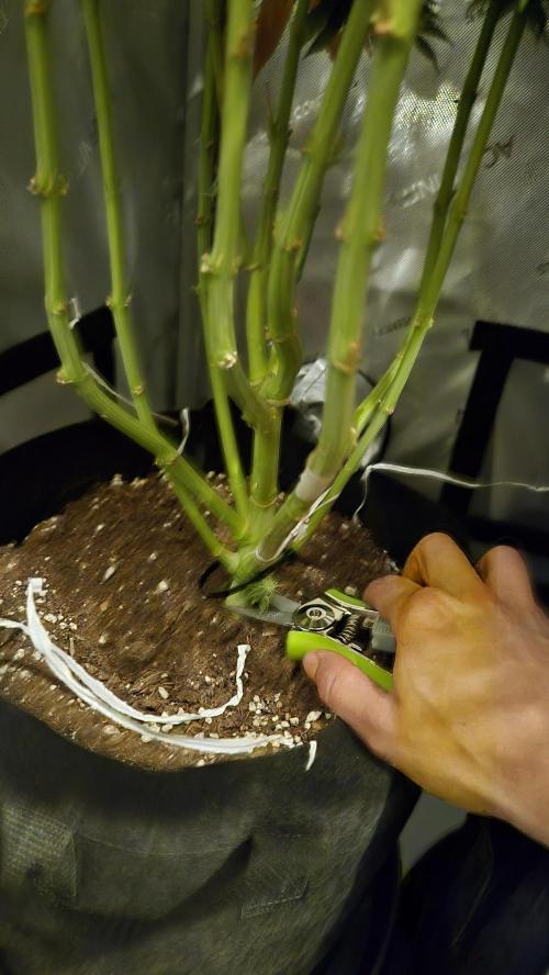 Lemon Cherry Gelato - FIRST GROW. Week 17