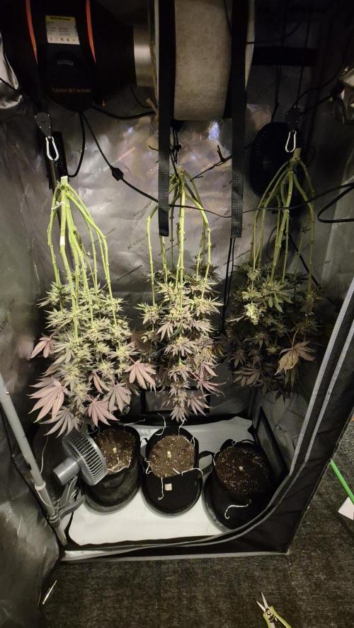 Lemon Cherry Gelato - FIRST GROW. Week 17