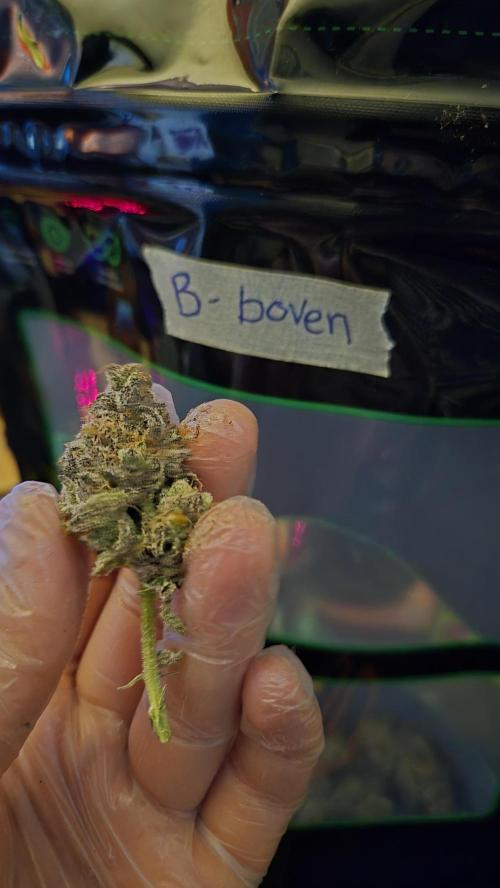 Lemon Cherry Gelato - FIRST GROW. Week 17