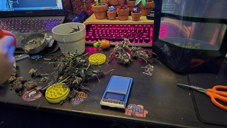 Lemon Cherry Gelato - FIRST GROW. Week 17