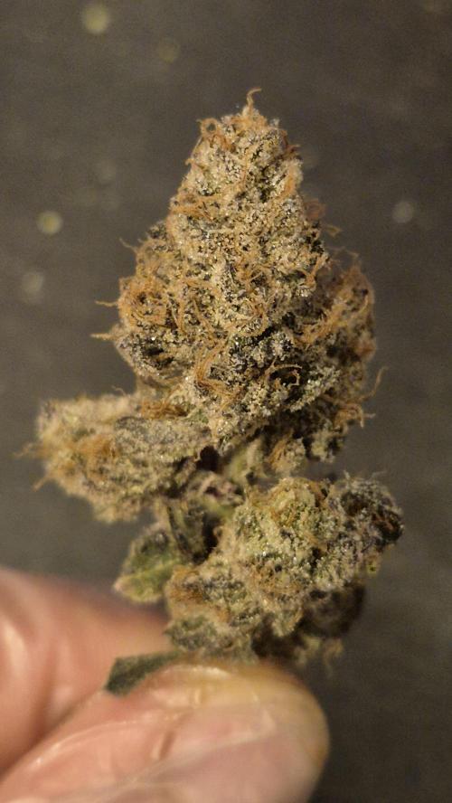 Lemon Cherry Gelato - FIRST GROW. Week 17