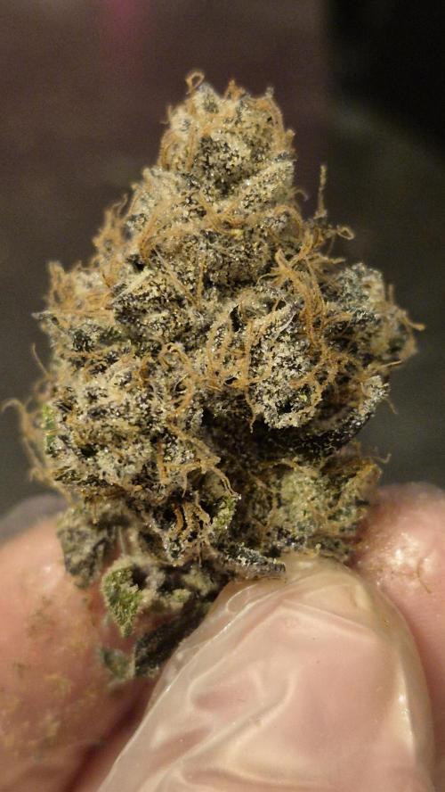 Lemon Cherry Gelato - FIRST GROW. Week 17